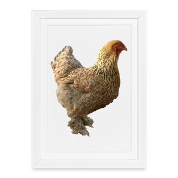 Poulet - Affiche encadrée (27 × 37 cm) - blanc - Devant