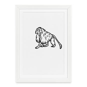 Singe Gelada - Affiche encadrée (27 × 37 cm) - blanc - Devant