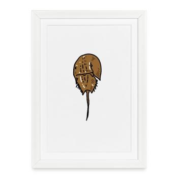 Ancienne limule - Affiche encadrée (27 × 37 cm) - blanc - Devant