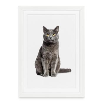 Grey Cat – Gentle, stylish & to fall in love with! - Framed poster (27 × 37 cm) - white - Front