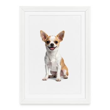 Chihuahua mignon – Petit, effronté et plein de cœur ! - Affiche encadrée (27 × 37 cm) - blanc - Devant