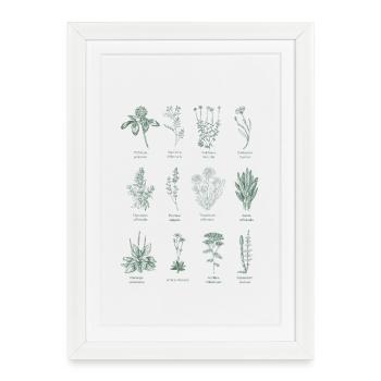 Botanical Wild Herbs Illustration - Forest Green - Framed poster (27 × 37 cm) - white - Front