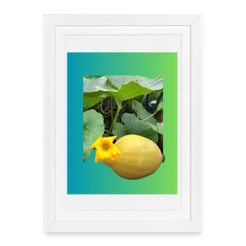 Yellow zucchini with blossom - Framed poster (27 × 37 cm) - white - Front