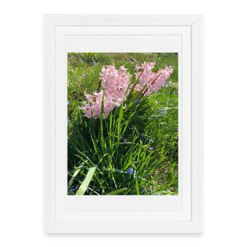 Motif du jardin de roses de jacinthes - Affiche encadrée (27 × 37 cm) - blanc - Devant