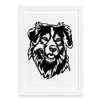 Tête de Shepherd australien - Affiche encadrée (27 × 37 cm) - blanc - Devant