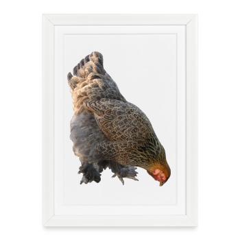 Poulet - Affiche encadrée (27 × 37 cm) - blanc - Devant
