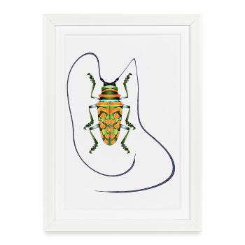 Sternotomis pulchra, espèce de coléoptère, insecte, orange, vert - Affiche encadrée (27 × 37 cm) - blanc - Devant