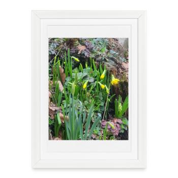 EC Flowers I Daffodil I Gift I Spring - Framed poster (27 × 37 cm) - white - Front