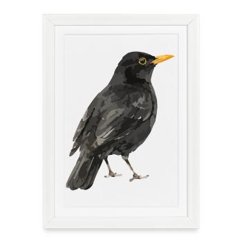 oiseau merle noir - Affiche encadrée (27 × 37 cm) - blanc - Devant