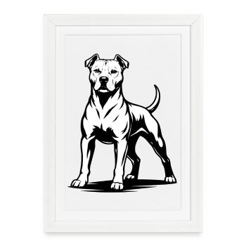 Pitbull dans une pose fière - Affiche encadrée (27 × 37 cm) - blanc - Devant