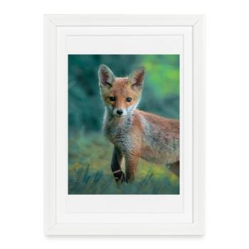 Jeune renard - Affiche encadrée (27 × 37 cm) - blanc - Devant