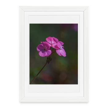 fleurs roses - Affiche encadrée (27 × 37 cm) - blanc - Devant