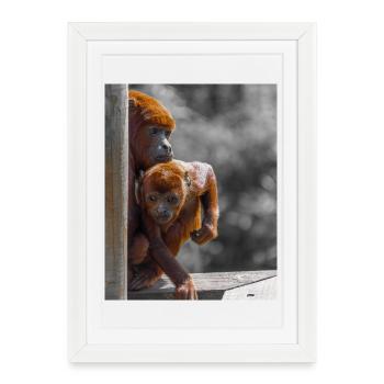 Singes hurleurs - Affiche encadrée (27 × 37 cm) - blanc - Devant