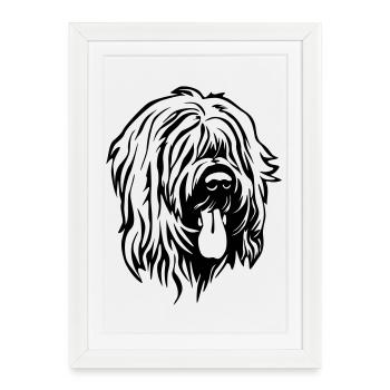 Tête de Briard - Affiche encadrée (27 × 37 cm) - blanc - Devant