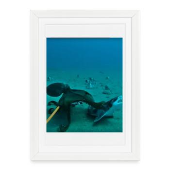 Unterwasser Kraken Rochen - Gerahmtes Poster (27 × 37 cm) - Weiß - Vorne