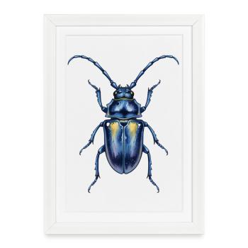 Aquarelle d'un Scarabée Bleu Métallique - Affiche encadrée (27 × 37 cm) - blanc - Devant
