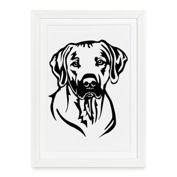Tête rhodesienne Ridgeback - Affiche encadrée (27 × 37 cm) - blanc - Devant