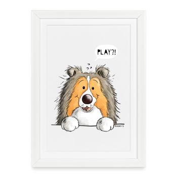 Berger des Shetland Chien - Shetland Sheepdog - Affiche encadrée (27 × 37 cm) - blanc - Devant