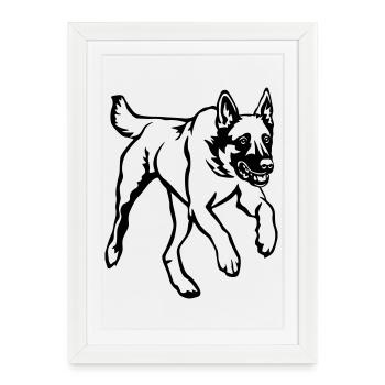 Malinois - Affiche encadrée (27 × 37 cm) - blanc - Devant