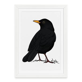 Merle - Affiche encadrée (27 × 37 cm) - blanc - Devant