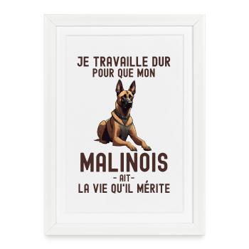 Race de chien malinois berger belge 2 - Affiche encadrée (27 × 37 cm) - blanc - Devant