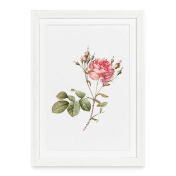 Vintage Rose Botanical Illustration - Framed poster (27 × 37 cm) - white - Front