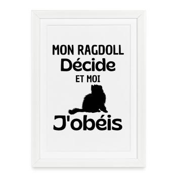 Chat mignon Ragdoll  - Affiche encadrée (27 × 37 cm) - blanc - Devant
