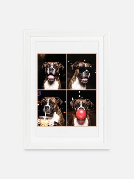 Hunde Boxer Hund - Gerahmtes Poster (27 × 37 cm) - Weiß
