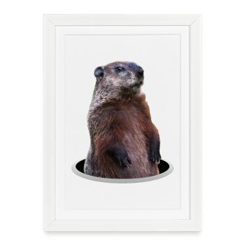 Marmotte - Affiche encadrée (27 × 37 cm) - blanc - Devant