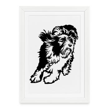 Bearded Collie - Affiche encadrée (27 × 37 cm) - blanc - Devant