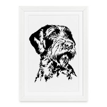 Korthals griffon Chiens portrait Chiens Chiens de chasse Wilsigns - Affiche encadrée (27 × 37 cm) - blanc - Devant