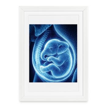 Bébé ultrasonique bleu dans le ventre - Affiche encadrée (27 × 37 cm) - blanc - Devant