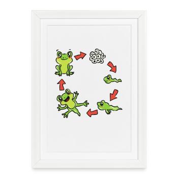 Science biologie grenouille - Affiche encadrée (27 × 37 cm) - blanc - Devant