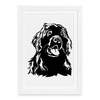 Newfoundland head - Framed poster (27 × 37 cm) - white - Front