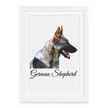 Chien de berger allemand German Shepherd Hundesport - Affiche encadrée (27 × 37 cm) - blanc - Devant