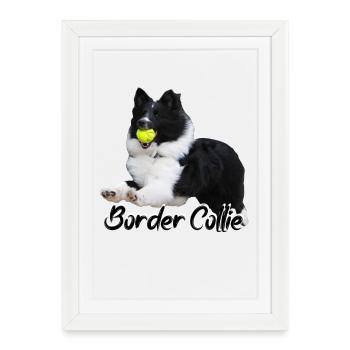 Sheltie Border Collie Hundesport Collie Chien de race - Affiche encadrée (27 × 37 cm) - blanc - Devant
