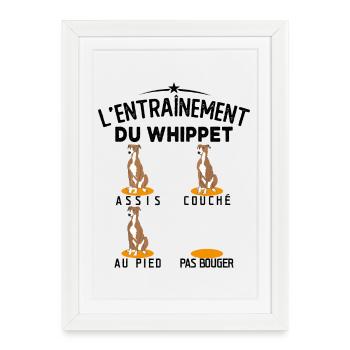 Whippet Éducation Chien Entraînement Chien Whippet - Affiche encadrée (27 × 37 cm) - blanc - Devant