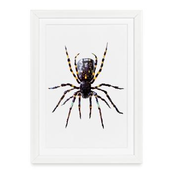 Tarentule Araignée Tarentule à genoux rouges - Affiche encadrée (27 × 37 cm) - blanc - Devant