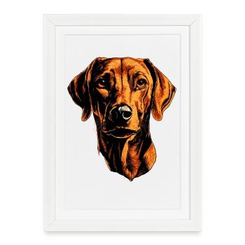 Rhodesian Ridgeback Chien de chasse Chiens Pride Ridgeback - Affiche encadrée (27 × 37 cm) - blanc - Devant