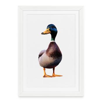 Canard, Canard colvert, Caneton, Caneton, , Canard - Affiche encadrée (27 × 37 cm) - blanc - Devant