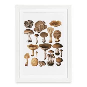 Fungi Collection Mushroom Variety Design - Affiche encadrée (27 × 37 cm) - blanc - Devant
