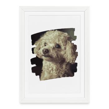 Caniche - Affiche encadrée (27 × 37 cm) - blanc - Devant