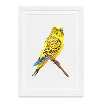 Perruche jaune dans la branche d’automne - Affiche encadrée (27 × 37 cm) - blanc - Devant