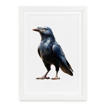 Raven, Crow, Bird, Raven Crow, Jackdaw, Black Raven - Framed poster (27 × 37 cm) - white - Front