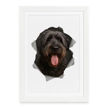Bouvier des Flandres - Affiche encadrée (27 × 37 cm) - blanc - Devant