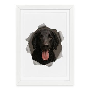 Retriever à poil bouclé - Affiche encadrée (27 × 37 cm) - blanc - Devant