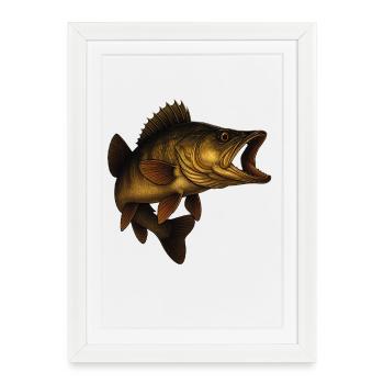 Poisson sandre détaillé illustratif - Affiche encadrée (27 × 37 cm) - blanc - Devant
