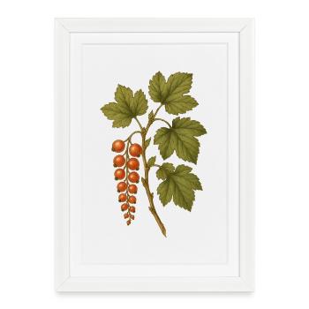 Groseille rouge Botanique Vintage Art - Affiche encadrée (27 × 37 cm) - blanc - Devant