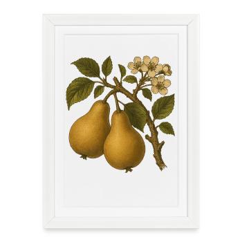 Illustration de poire botanique vintage - Affiche encadrée (27 × 37 cm) - blanc - Devant