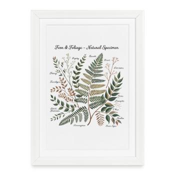 Art botanique - Affiche encadrée (27 × 37 cm) - blanc - Devant